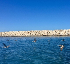 Albatros Catamaran Puerto Los Cabo