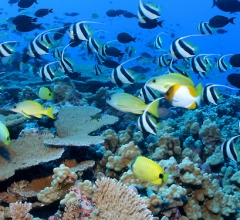 Clouds of reef fish and corals, French frigate shoals, NWHI