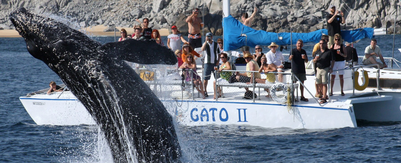 Pez Gato Cabo San Lucas