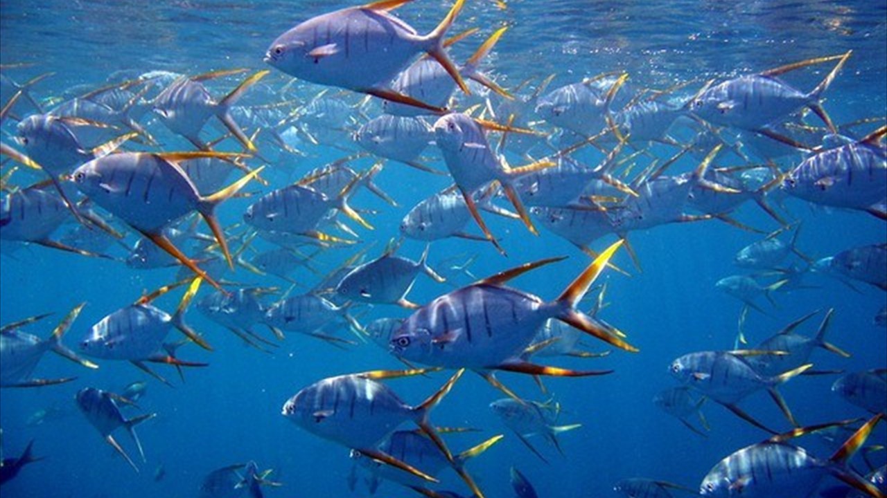 Abundance of Fish